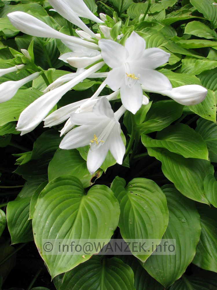 Hosta plantaginea Grandiflora 01.jpg